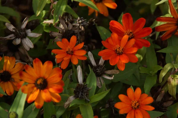 Blomma Med Ljus Färg Vacker Höstfärg Ljust Orange — Stockfoto