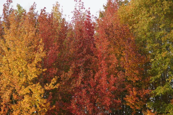 The color of their foliage is bright red, orange, yellow. Autumn is the season where we combine the most colors.