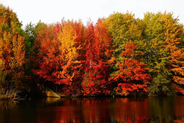 Yapraklarının Rengi Parlak Kırmızı Turuncu Sarı Sonbahar Çok Renkleri Birleştirdiğimiz Stok Fotoğraf