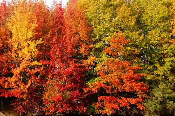 The color of their foliage is bright red, orange, yellow. Autumn is the season where we combine the most colors.