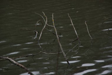 Sudaki dallar. Yaprakları yok. Gündüz, kimse.