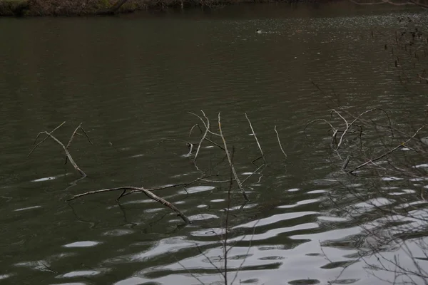 Branches Dans Eau Ils Ont Pas Feuilles Jour Personne — Photo