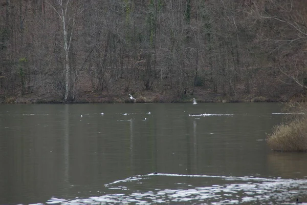 Weiße Vögel Schwimmen Einem See Einen Wald Herum Der See — Stockfoto
