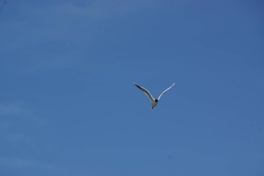 Bulutsuz mavi gökyüzünde uçan beyaz bir kuş.