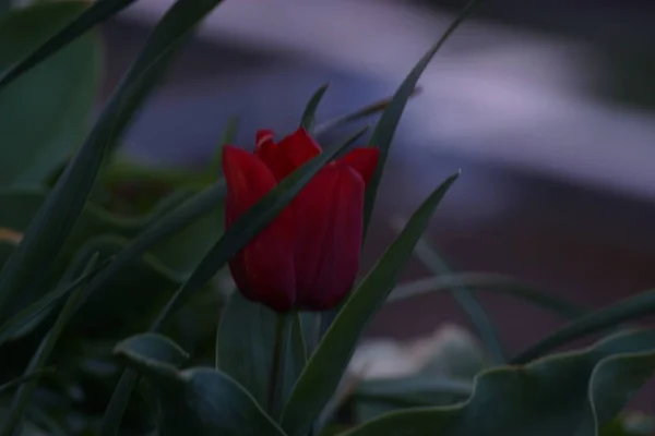 Röd Blomma Solen Solen Lyfter Fram Den Röd Orange Färgen — Stockfoto