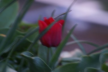 Güneşte kırmızı bir çiçek. Güneş çiçeğin kırmızı-turuncu rengini ortaya çıkarır..