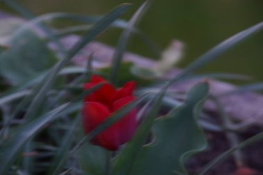 Güneşte kırmızı bir çiçek. Güneş çiçeğin kırmızı-turuncu rengini ortaya çıkarır..