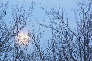 8 Nisan 2020 'de Fransa' da pembe dolunay. Aylık yörüngesinde dolunay, Dünya 'ya en yakın noktadayken meydana gelir. Dolunay. Kocaman bir ay..