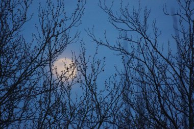 8 Nisan 2020 'de Fransa' da pembe dolunay. Aylık yörüngesinde dolunay, Dünya 'ya en yakın noktadayken meydana gelir. Dolunay. Kocaman bir ay..