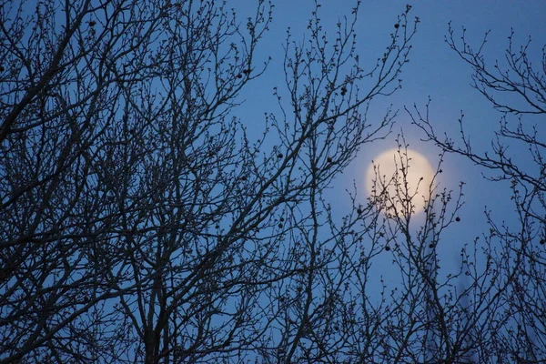 Supermoon Pink Full Moon Dubna 2020 Francii Dochází Tomu Když — Stock fotografie