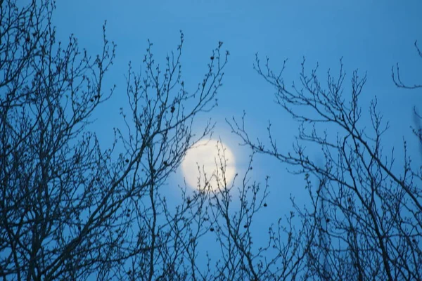 8 Nisan 2020 'de Fransa' da pembe dolunay. Aylık yörüngesinde dolunay, Dünya 'ya en yakın noktadayken meydana gelir. Dolunay. Kocaman bir ay..