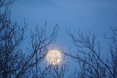 8 Nisan 2020 'de Fransa' da pembe dolunay. Aylık yörüngesinde dolunay, Dünya 'ya en yakın noktadayken meydana gelir. Dolunay. Kocaman bir ay..