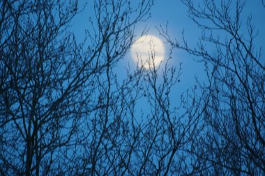 8 Nisan 2020 'de Fransa' da pembe dolunay. Aylık yörüngesinde dolunay, Dünya 'ya en yakın noktadayken meydana gelir. Dolunay. Kocaman bir ay..