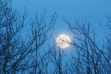 8 Nisan 2020 'de Fransa' da pembe dolunay. Aylık yörüngesinde dolunay, Dünya 'ya en yakın noktadayken meydana gelir. Dolunay. Kocaman bir ay..