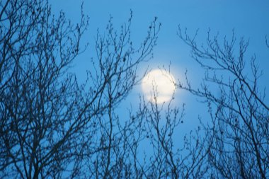 8 Nisan 2020 'de Fransa' da pembe dolunay. Aylık yörüngesinde dolunay, Dünya 'ya en yakın noktadayken meydana gelir. Dolunay. Kocaman bir ay..