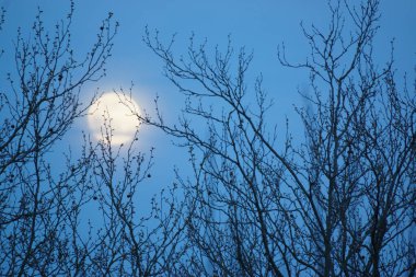 8 Nisan 2020 'de Fransa' da pembe dolunay. Aylık yörüngesinde dolunay, Dünya 'ya en yakın noktadayken meydana gelir. Dolunay. Kocaman bir ay..