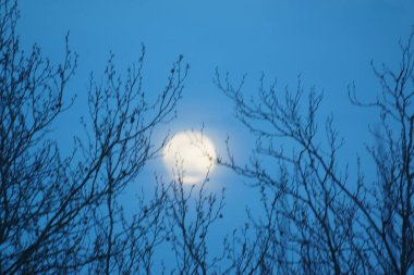 8 Nisan 2020 'de Fransa' da pembe dolunay. Aylık yörüngesinde dolunay, Dünya 'ya en yakın noktadayken meydana gelir. Dolunay. Kocaman bir ay..