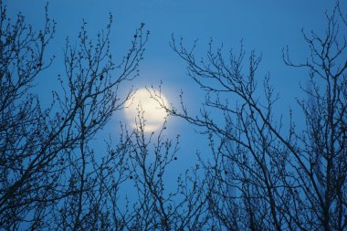 8 Nisan 2020 'de Fransa' da pembe dolunay. Aylık yörüngesinde dolunay, Dünya 'ya en yakın noktadayken meydana gelir. Dolunay. Kocaman bir ay..