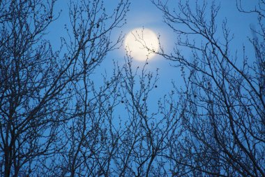 8 Nisan 2020 'de Fransa' da pembe dolunay. Aylık yörüngesinde dolunay, Dünya 'ya en yakın noktadayken meydana gelir. Dolunay. Kocaman bir ay..