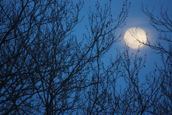 Supermond Rosa Vollmond April 2020 Frankreich Tritt Ein Wenn Der — Stockfoto