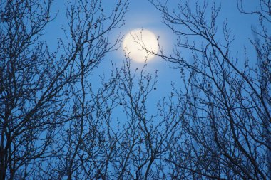 8 Nisan 2020 'de Fransa' da pembe dolunay. Aylık yörüngesinde dolunay, Dünya 'ya en yakın noktadayken meydana gelir. Dolunay. Kocaman bir ay..