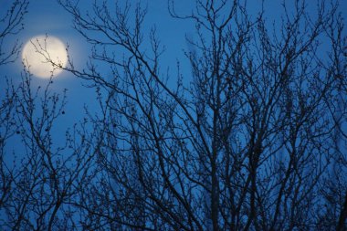 8 Nisan 2020 'de Fransa' da pembe dolunay. Aylık yörüngesinde dolunay, Dünya 'ya en yakın noktadayken meydana gelir. Dolunay. Kocaman bir ay..