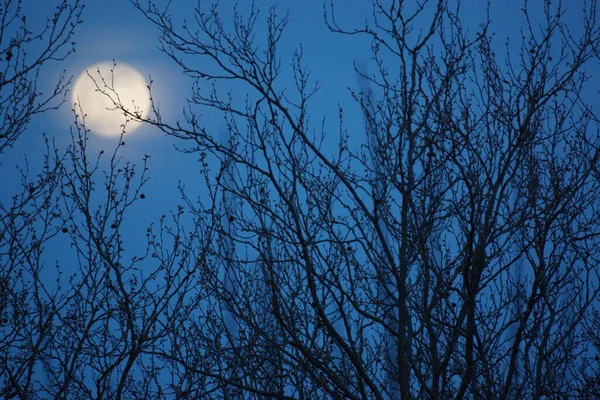 Supermoon Rosa Lua Cheia Abril 2020 France Ocorre Quando Lua — Fotografia de Stock