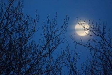 8 Nisan 2020 'de Fransa' da pembe dolunay. Aylık yörüngesinde dolunay, Dünya 'ya en yakın noktadayken meydana gelir. Dolunay. Kocaman bir ay..