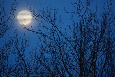 8 Nisan 2020 'de Fransa' da pembe dolunay. Aylık yörüngesinde dolunay, Dünya 'ya en yakın noktadayken meydana gelir. Dolunay. Kocaman bir ay..