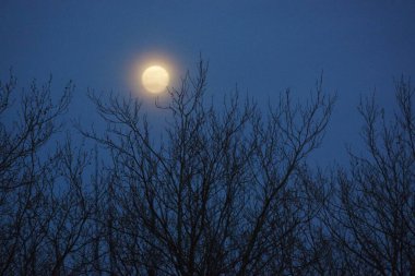 8 Nisan 2020 'de Fransa' da pembe dolunay. Aylık yörüngesinde dolunay, Dünya 'ya en yakın noktadayken meydana gelir. Dolunay. Kocaman bir ay..