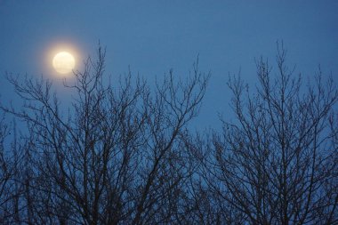 8 Nisan 2020 'de Fransa' da pembe dolunay. Aylık yörüngesinde dolunay, Dünya 'ya en yakın noktadayken meydana gelir. Dolunay. Kocaman bir ay..