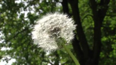 Beyaz kabarık karahindiba Rüzgar sways