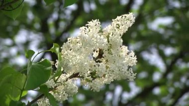 Beyaz leylak Botanik bahçesinde çiçek açan