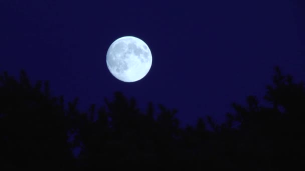 在一个蓝色的天空上的满月的移动树的剪影 — 图库视频影像