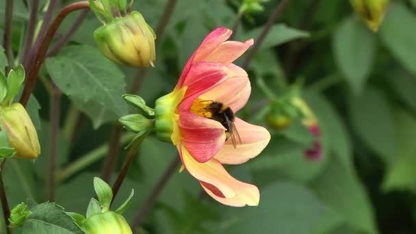 Μέλισσα Λουλούδι Ντάλια — Αρχείο Βίντεο