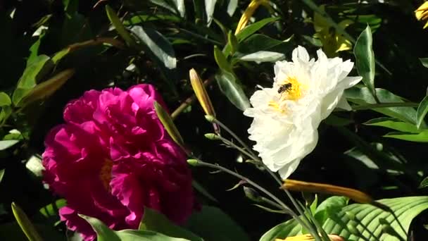 Μέλισσα Πάνω Ένα Λουλούδι Στο Βοτανικό Κήπο — Αρχείο Βίντεο