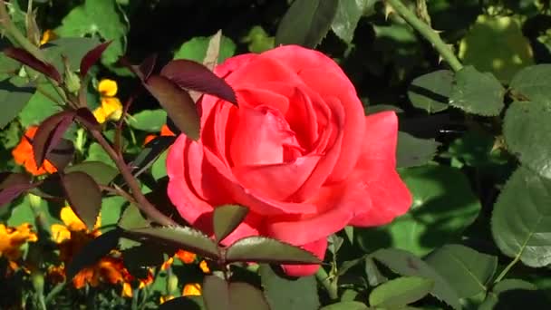 Μέλισσα Φθάνει Στο Κόκκινο Τριαντάφυλλο Στο Βοτανικό Κήπο — Αρχείο Βίντεο