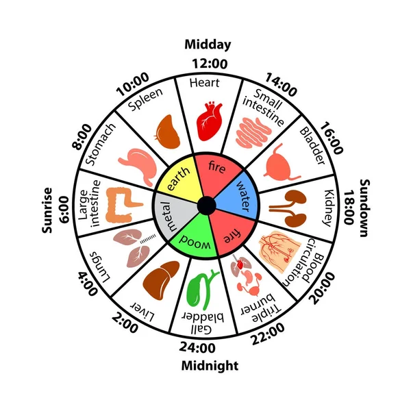 İç organları vektör çizim ve günlük Biorhythm.