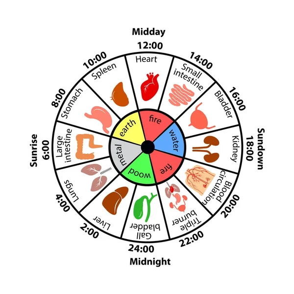 Biorritmo Diario Los Órganos Internos Vector Ilustración — Vector de stock