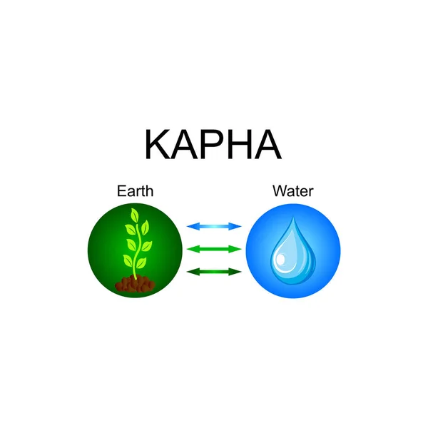 Kapha dosha - constitución ayurvédica del cuerpo humano. Combinación de elementos de tierra y agua. Ilustración vectorial . — Archivo Imágenes Vectoriales