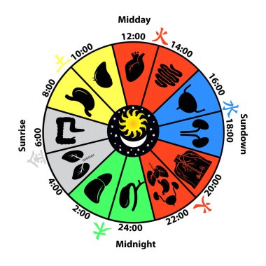 İç organları vektör çizim ve günlük Biorhythm.