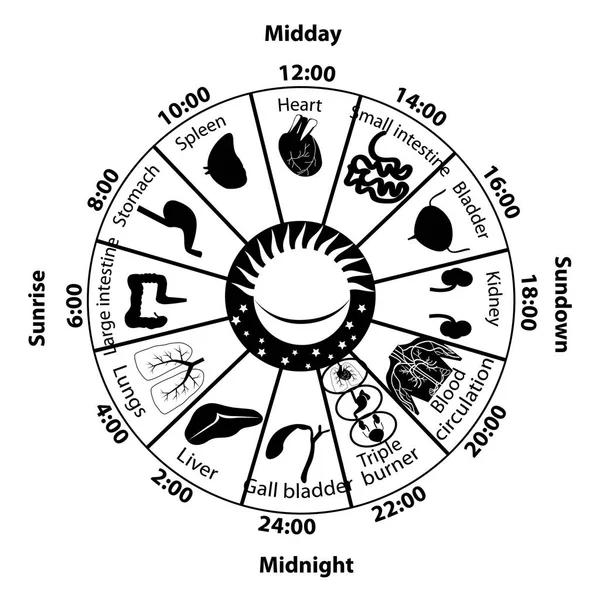 Biorritmo diario de los órganos internos — Archivo Imágenes Vectoriales