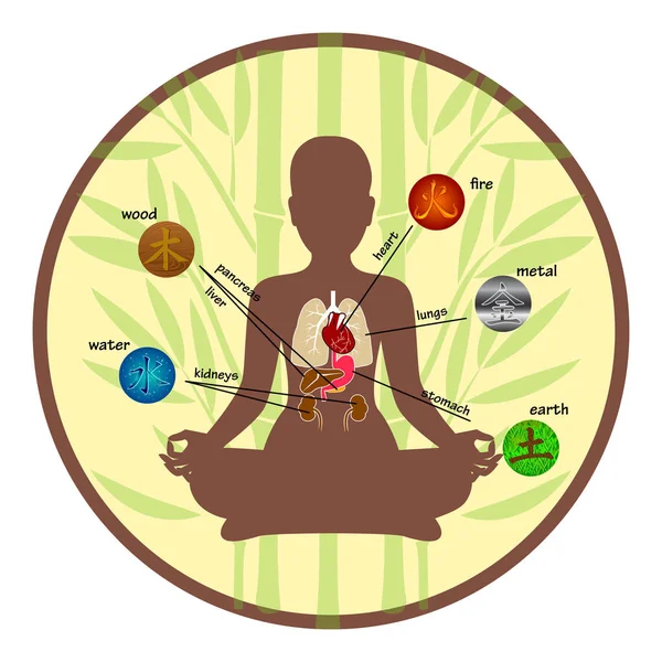 Fünf Elemente und menschliche Organe — Stockvektor