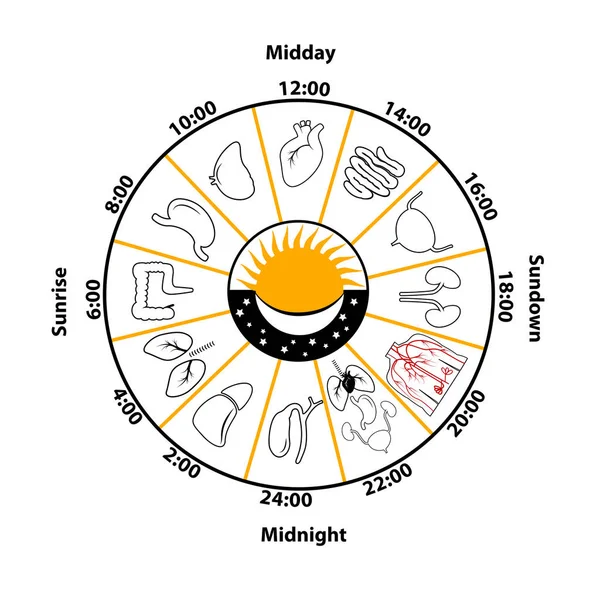 İç organları vektör çizim ve günlük Biorhythm.