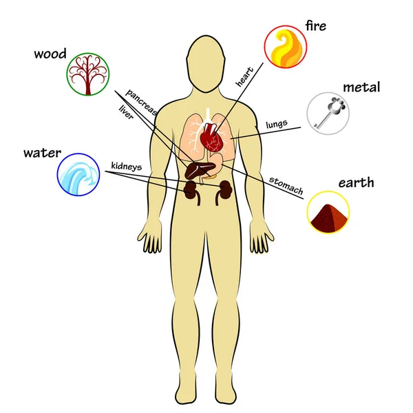 Cinq éléments et organes humains — Image vectorielle