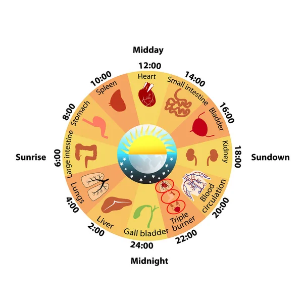 İç organlar günlük Biorhythm
