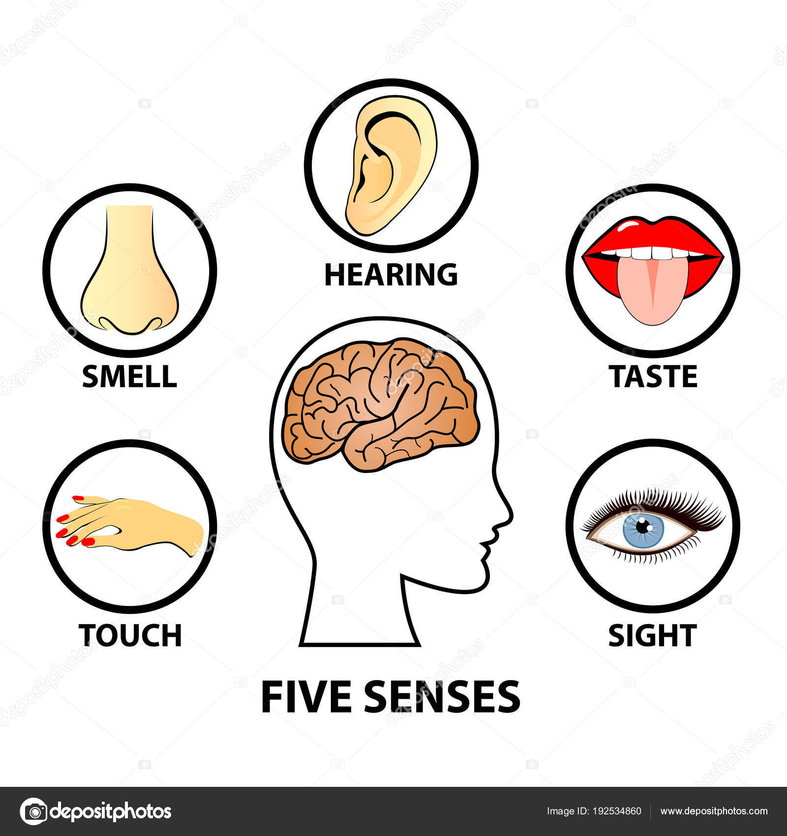 Human five senses, education concept vector illustration — Stock Vector