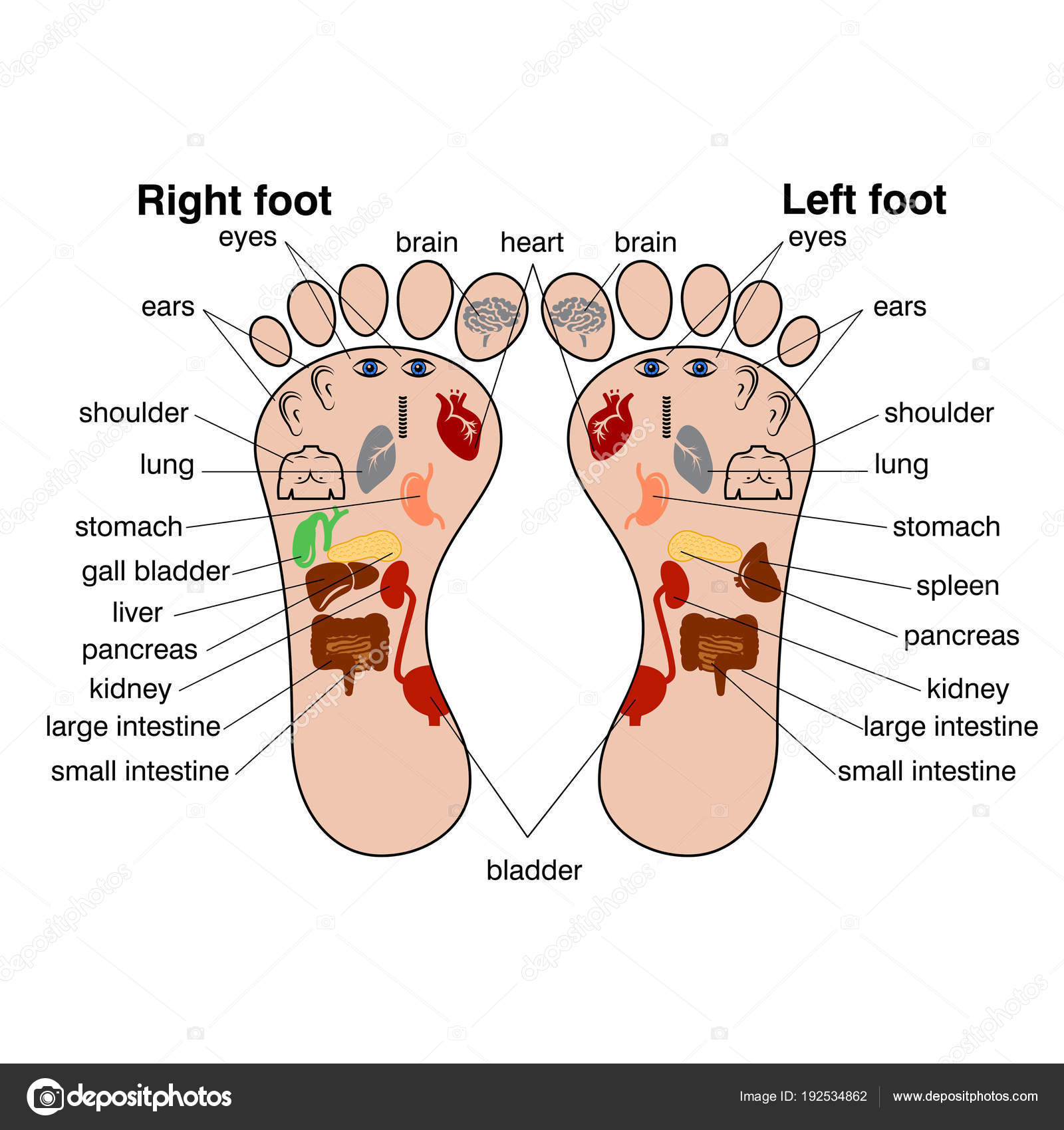 Zonas de reflexología del vector de pies ilustración , Stock Vector by