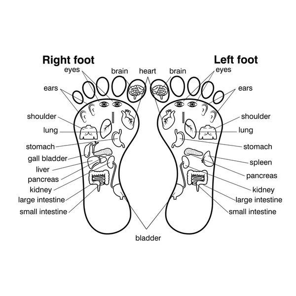 Zonas de reflexologia dos pés ilustração vetorial , —  Vetores de Stock