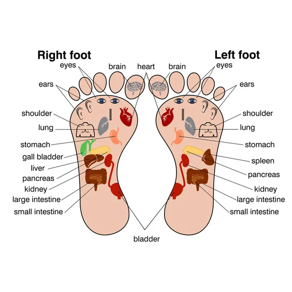 Zone di riflessologia dell'illustrazione del vettore dei piedi , — Vettoriale Stock